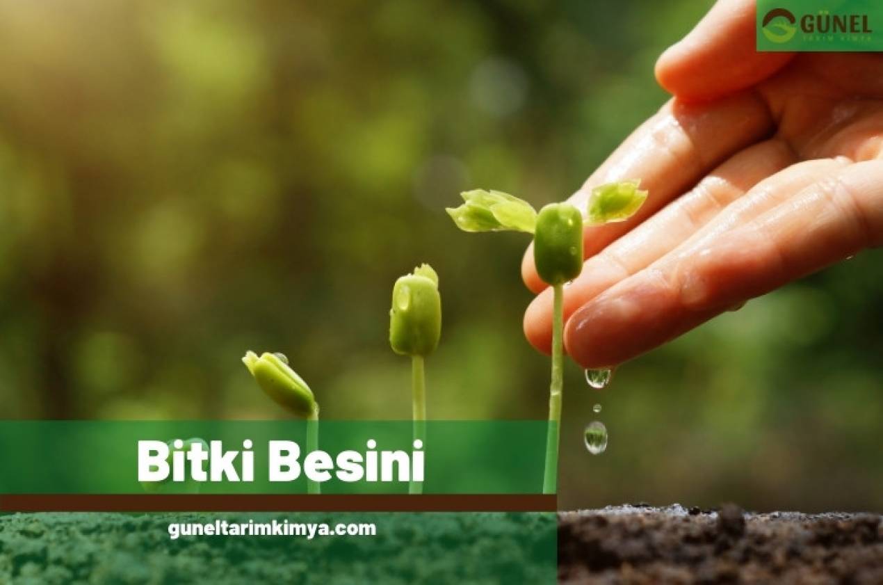 Bitki Besini