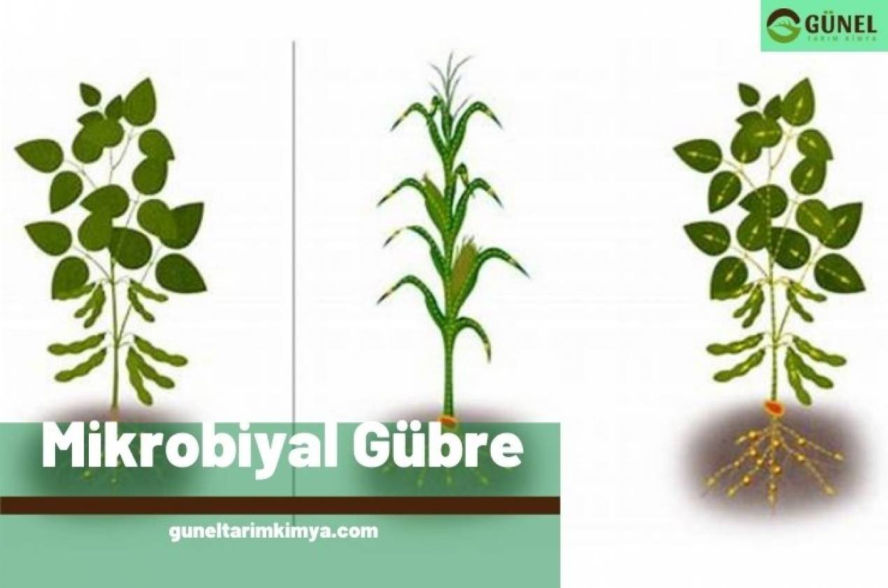 Mikrobiyal Gübre