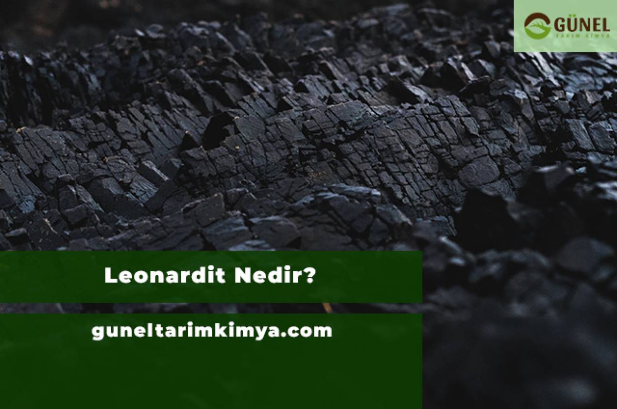 Leonardit Nedir?